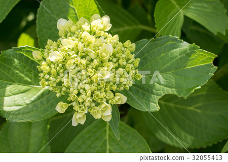 葉繡球花繡球花開始開花雨季六月白色白色 32055413