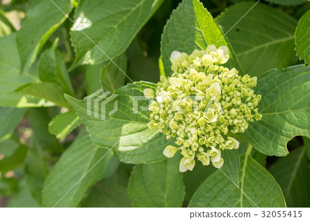 葉繡球花繡球花開始開花雨季六月白色白色 32055415