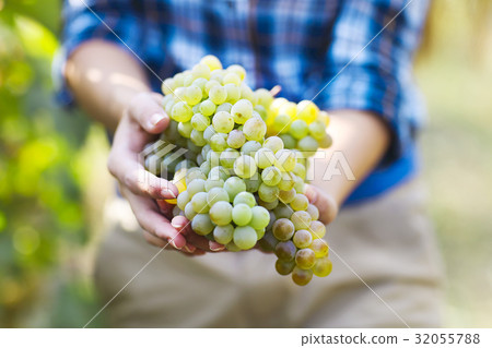 Farmer with freshly harvested grapes. 32055788