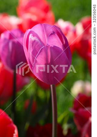Tulip Beautiful bouquet of tulips colorful tulips 32056048