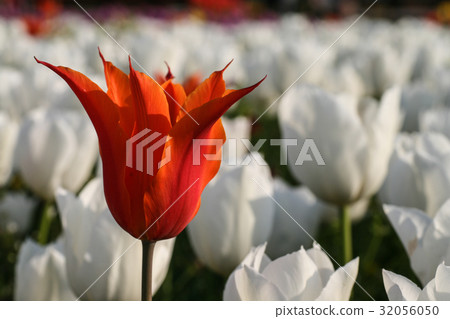 Tulip Beautiful bouquet of tulips colorful tulips 32056050