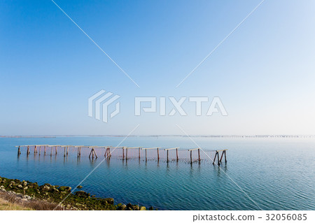 Shellfish farming from Po river lagoon, Italy Shellfish farming from Po river lagoon, Italy 32056085