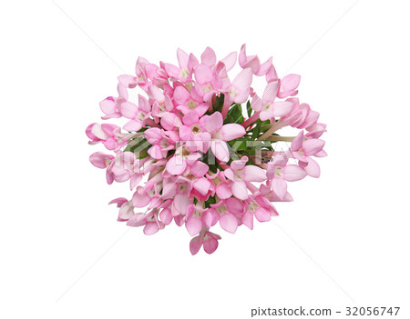 Bouquet's bouquet Bouquet's bouquet 32056747