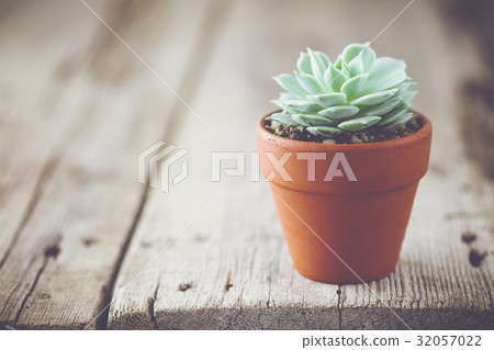 Echeveria in flower pot and copy space for text. 32057022