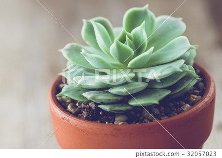 Echeveria succulent in flower pot close up. 32057023
