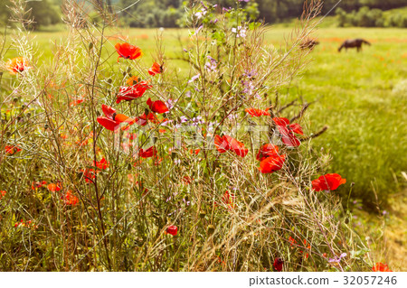 Two horses grazing in a field of poppies Two horses grazing in a field of poppies 32057246