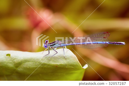 Summer dragonfly. Macro picture of dragonfly Summer dragonfly. Macro picture of dragonfly 32057287