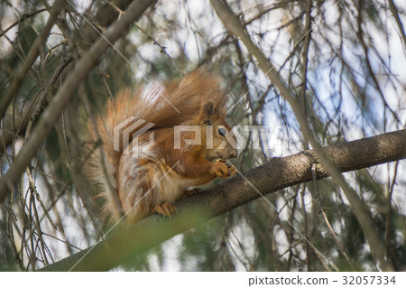 red squirrel sits on a tree branch in nature 32057334