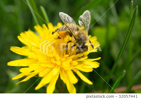 macro shot of a bee sitting on yellow flower 32057441