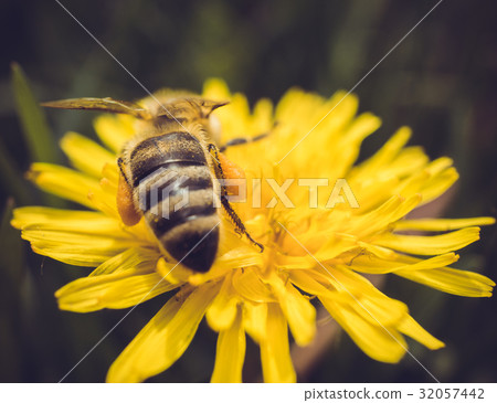 macro shot of a bee sitting on yellow flower 32057442