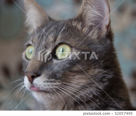 portrait of grey cat with green eyes  32057495
