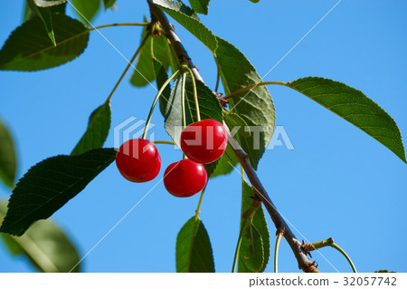 three red berries of cherry on a tree branch three red berries of cherry on a tree branch 32057742