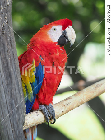 Scarlet macaw 32058012