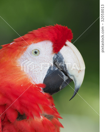 Scarlet macaw 32058013