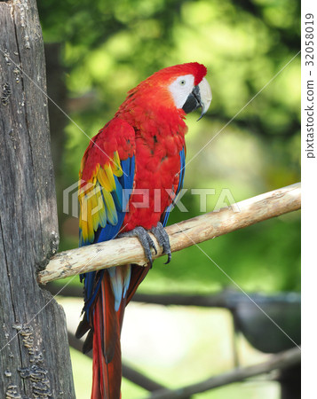 Scarlet macaw Scarlet macaw 32058019