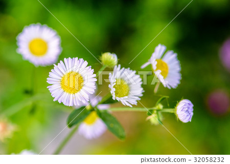 Closeup Daisy flower 32058232