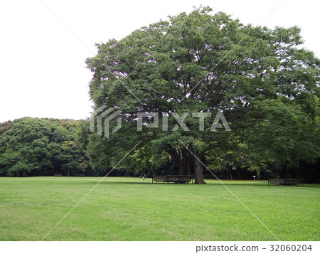 A park filled with greenery A park filled with greenery 32060204