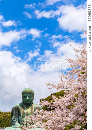Kamakura Buddha and cherry blossoms 32060288