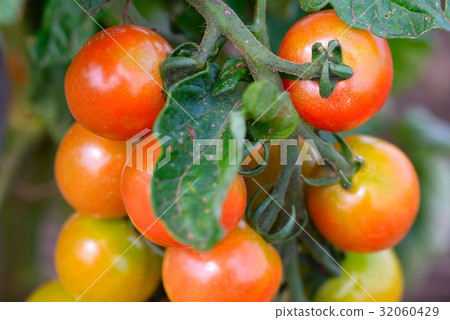 Mini tomato which began to ripe Mini tomato which began to ripe 32060429