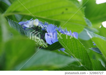 Gaku hydrangea  Gaku hydrangea 32060727
