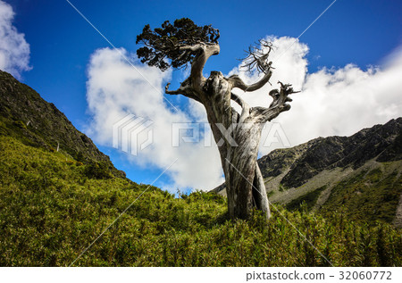 南湖圈谷的玉山圓柏 南湖圈谷的玉山圓柏 32060772