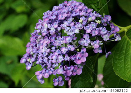 Swallow hydrangea 32062132