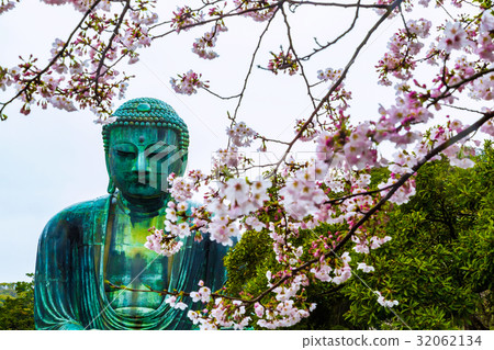 Kamakura Great Buddha foreground is cherry blossoms rain 32062134