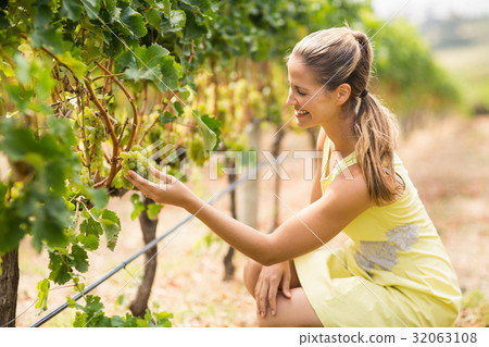 Female vintner inspecting grapes Female vintner inspecting grapes 32063108
