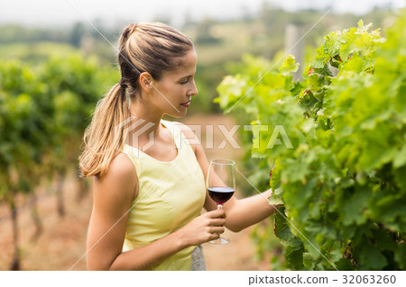 Female vintner holding wine glass and inspecting grape crop 32063260