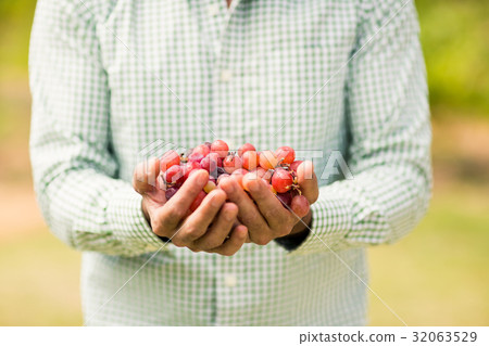 Mid section of vintner holding grapes Mid section of vintner holding grapes 32063529