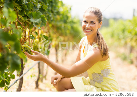 Portrait of smiling female vintner inspecting grapes Portrait of smiling female vintner inspecting grapes 32063598