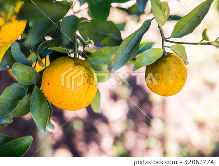 orange tree, fresh fruit in the farm orange tree, fresh fruit in the farm 32067774