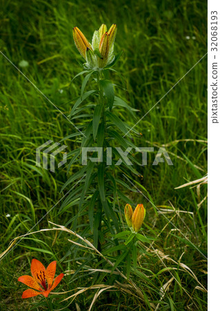 Sarobetsu wilderness 32068193