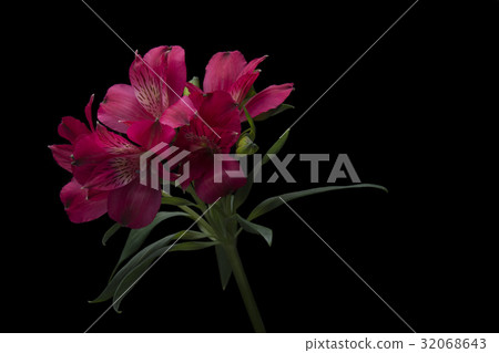 六出花 六出花 32068643