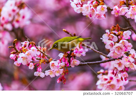 White-eye and cold cherry blossoms White-eye and cold cherry blossoms 32068707