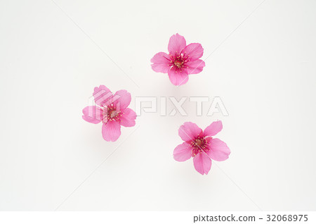 櫻花 櫻花 32068975