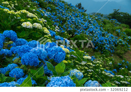 繡球花組島島縣小川原高原 32069212