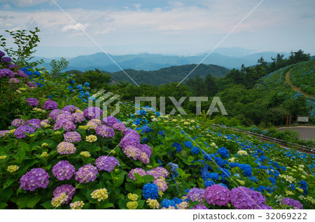 Hydrangea group Tokashima prefecture Ogawara plateau Hydrangea group Tokashima prefecture Ogawara plateau 32069222