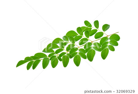 moringa leaves on white background 32069329