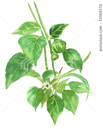 甜椒和鮮花 32069370