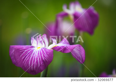 愛爾蘭國家Yoshika Park的虹膜 32069877