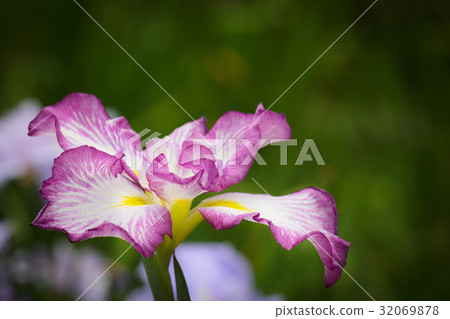 愛爾蘭國家Yoshika Park的虹膜 32069878