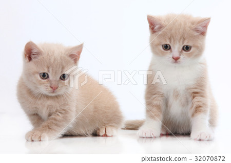 two british short hair kitten on white 32070872