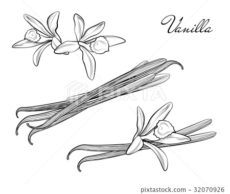 Vanilla pods or sticks hand drawing sketch 32070926