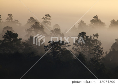 Misty morning sunrise at Thung Salang Luang Misty morning sunrise at Thung Salang Luang 32071200