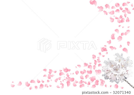 在春天開花的櫻花 32071340