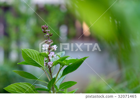 圖庫照片: close up basil leaves on nature bokeh background