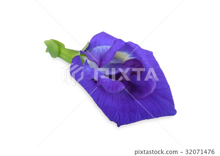 Pea flowers isolate on white background 32071476