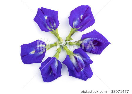Pea flowers isolate on white 32071477