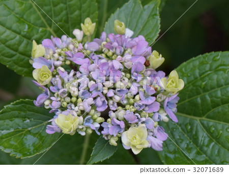 Hydrangea mixed flowers 32071689